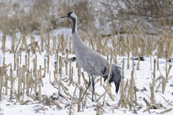 Crane (grus grus) resting on its southbound migration while foraging in a harvested maize field in