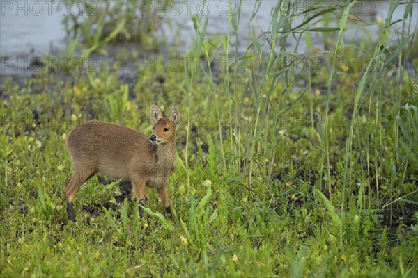Chinese water deer (Hydropotes inermis) adult animal in a reedbed, England, United Kingdom, Europe