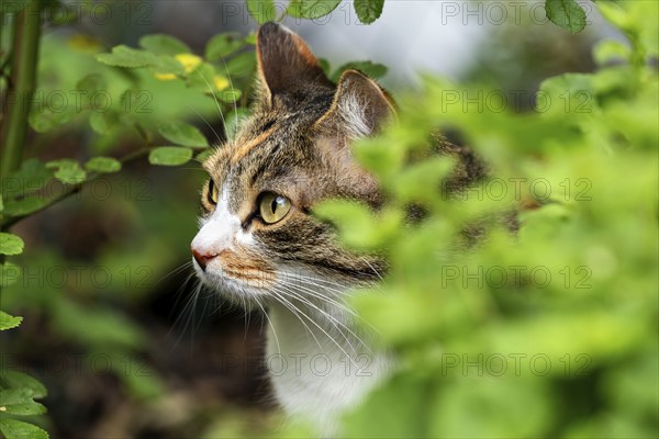 Cat, European Shorthair, domestic cat (Felis catus), tricoloured, Baden-Württemberg, Germany,