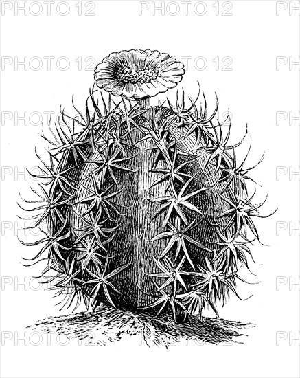 Cactus, Echinocactus horizonthalonius, Illustration from 1890, Historical, digital reproduction of
