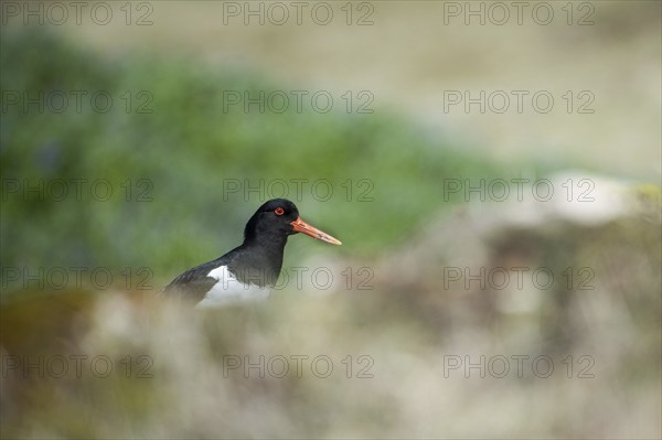 Oystercatcher (Haematopus ostralegus), Reykjanes, Iceland, Europe