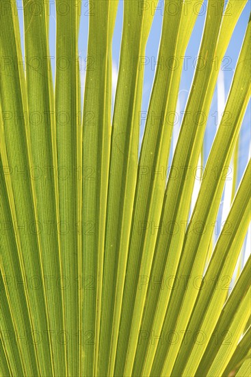 Sunlit palm leaf with shadow play of the leaf veins, cloudless blue sky in the background, close-up