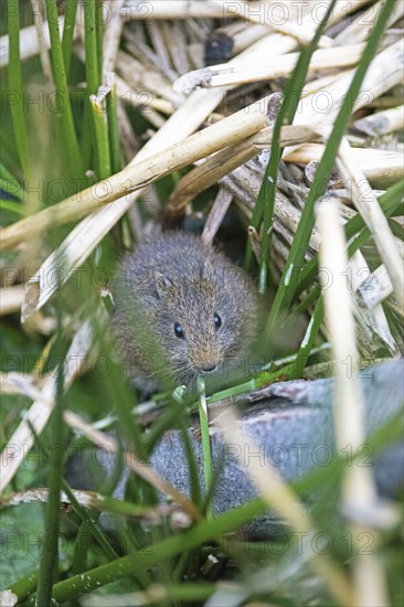 Cuy or guinea pigs (Caviidae) among rushes and stoh on Lake Titicaca, Puno Province, Peru, South
