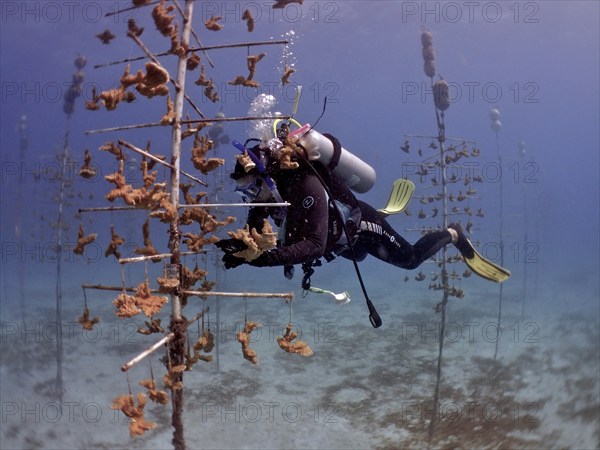 Coral farming. Diver cleans the frame on which young specimens of Elkhorn coral (Acropora palmata)