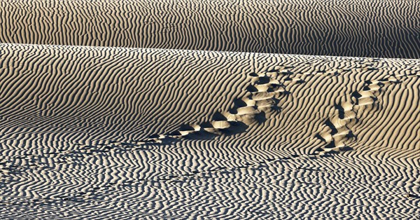 Nature reserve Dunes of Maspalomas, tracks in sand dunes in the evening light, Province of Las
