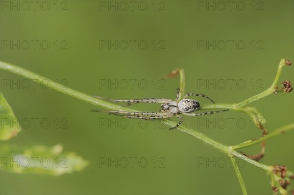 Autumn spider (Metellina segmentata, Meta segmentata), North Rhine-Westphalia, Germany, Europe