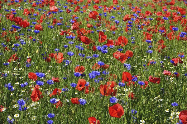 Europe, Germany, Mecklenburg-Western Pomerania, Poppy field and cornflowers near Göhren-Lebbin,