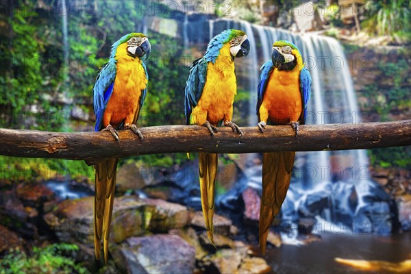 Blue-and-Yellow Macaw Ara ararauna, also known as the Blue-and-Gold Macaw against tropical