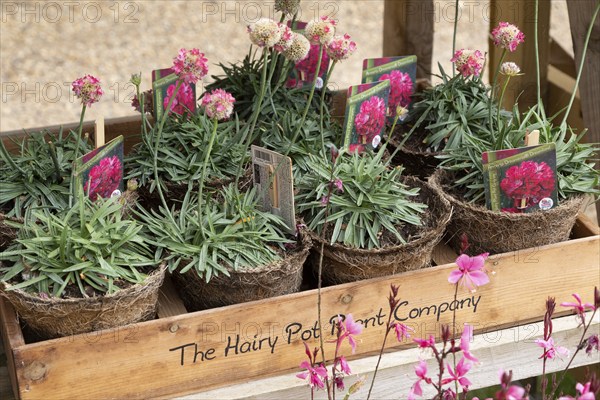 Plants on display from The Hairy Pot Plant Company, Suffolk, England, UK, Armeria pseudarmeria