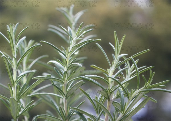 Rosemary (Salvia rosmarinus), with water droplets, North Rhine-Westphalia, Germany, Europe