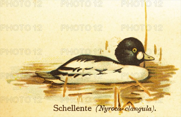 Common goldeneye (Bucephala clangula) water, swimming, world of birds, historical illustration 1890