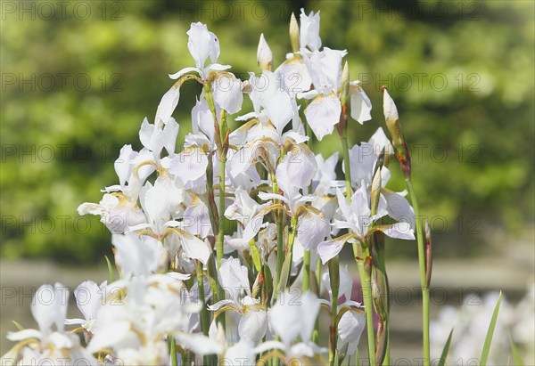 Siberian iris (Iris sibirica), flowers, North Rhine-Westphalia, Germany, Europe