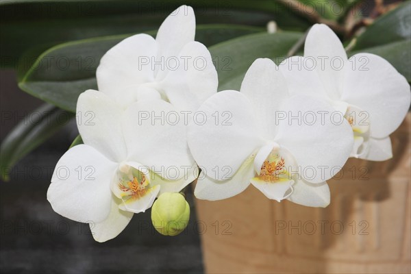 White orchid (Phalaenopsis), flowers in a flower pot, North Rhine-Westphalia, Germany, Europe