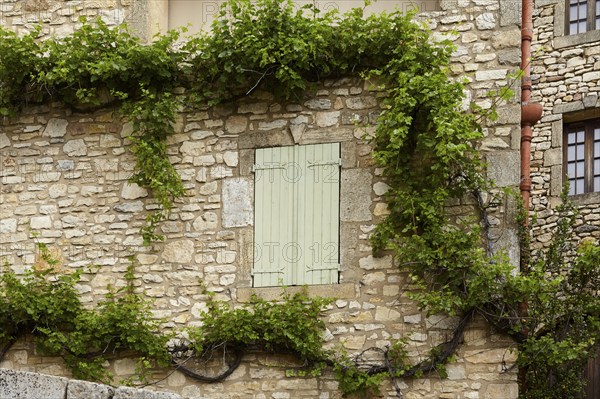 Facade of an old house with shutters and vines (Vitis) growing on the natural stone wall in La