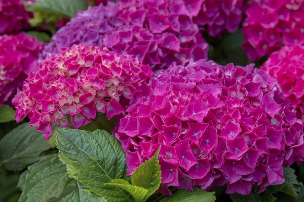 Hydrangea, Hydrangea, North Rhine-Westphalia, Germany, Europe