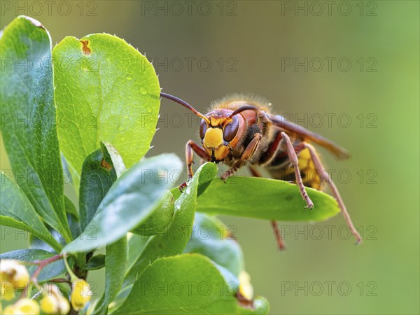 European hornet (Vespa crabro), insect, insects, macro, barberry, plant, common barberry, garden,