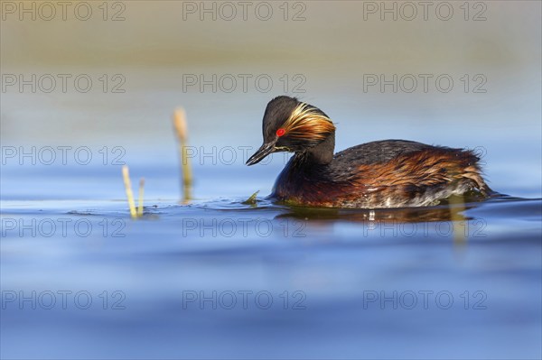 Black-necked grebe (Podiceps nigricollis), swimming in the water, Hides de El Taray / Floating Hid,