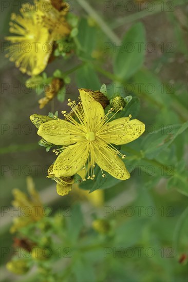 Common St John's wort (Hypericum perforatum), spotted St John's wort or common St John's wort