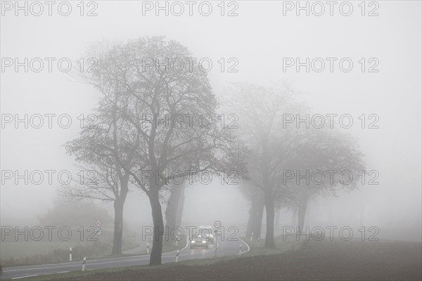Cars driving with their lights on in dense fog on a country road overgrown with trees, Neugarten,