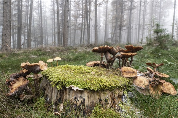 Armillaria polymyces (Armillaria ostoyae) in a foggy forest, Emsland, Lower Saxony, Germany, Europe