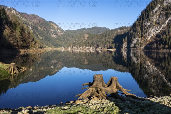 The Vordere Gosausee in autumn with a view of the Gasthof Gosausee. Two uprooted tree stumps in the