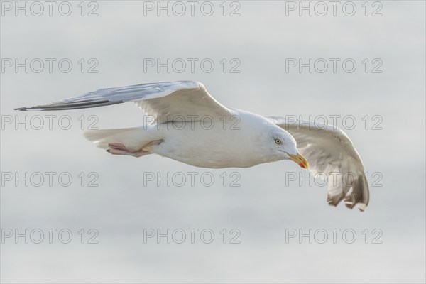 Herringgull (Larus argentatus) flies along the cliffs. Camaret, Crozon, Finistere, Brittany,