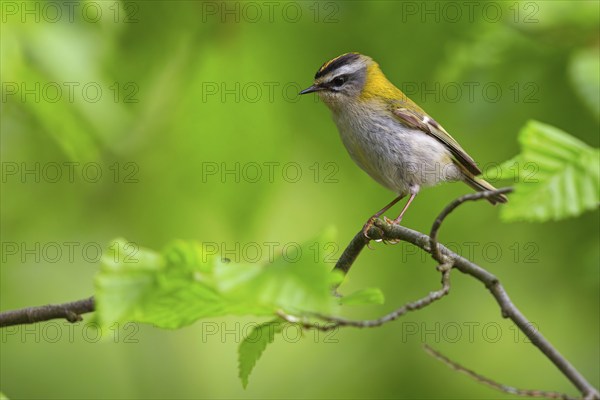 Goldcrest, Regulus ignicapillus, Luce, Mountain area, Luce, Styria, Slovenia, Europe