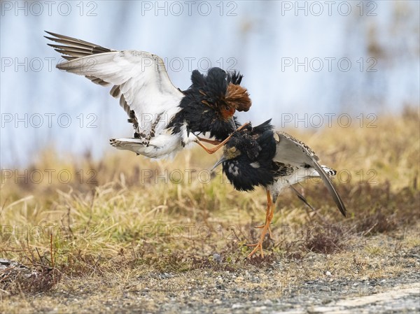 Ruff (Calidris pugnax) two males in breeding plumage at lek, fighting over female, Pokka, Finnish