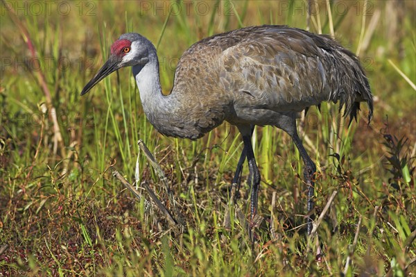 Sandhill crane (Grus canadensis), Venice Landfill, Venice, Florida, USA, North America