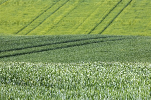 Cereal fields in spring with vehicle tracks in the fresh green, Neckarwestheim, Baden-Württemberg,