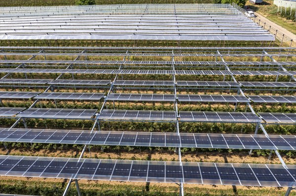 Agri-photovoltaic test plant, an apple orchard with two different systems of PV modules was roofed