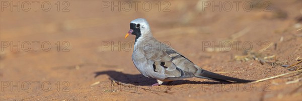 Cape Dove, (Oena capensi), Road N4 to Kaolack, Firgui, Senegal, Africa