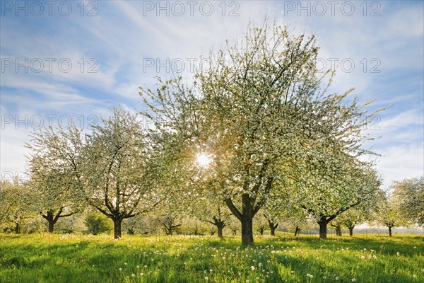 Blossoming apple trees amidst dandelions in the evening backlight, Canton Thurgau, Switzerland,