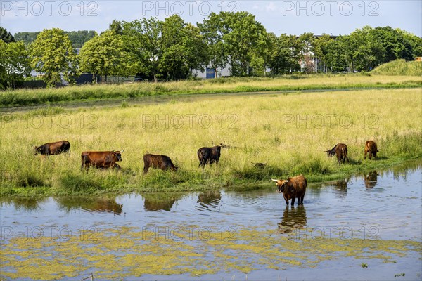 Herd of Hecker cattle in the Kiebitzwiese nature reserve, on the territory of the town of