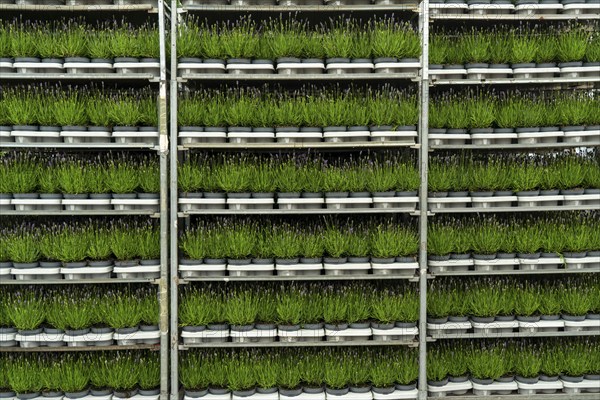 Horticultural company, lavender plants, in flower pots, outdoors, are packed for transport to the