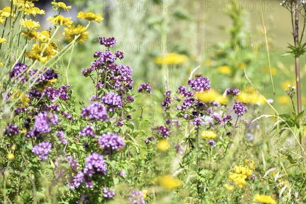 Wildflower garden with wild oregano (Origanum vulgare) and golden marguerite (Cota tinctoria),