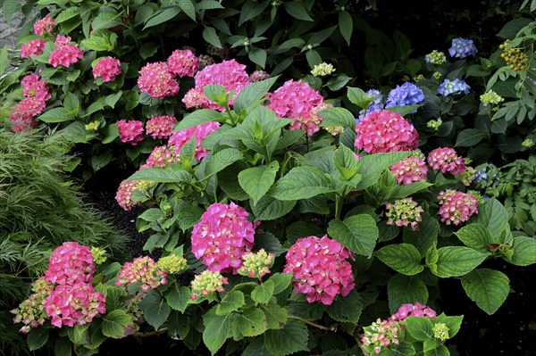 Flowering hydrangea, pink, Hydrangea macrophylla