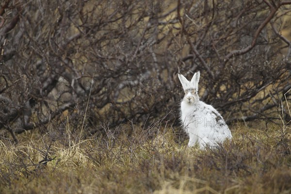 Mountain hare (Lepus timidus) in white winter fur in the tundra, Lapland, Northern Norway, Norway,