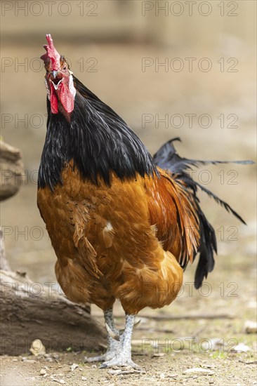 A proud rooster with brown feathers and a black neck stands on a farm and crows, Vorwerkuhn,