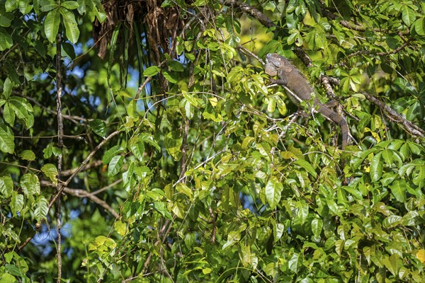 Green iguana (Iguana iguana) in a tree, Tortuguero National Park, Costa Rica, Central America