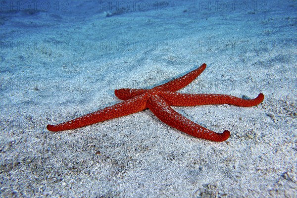A mediterranean red sea star (Echinaster sepositus) spreads out on the sandy substrate. Dive site