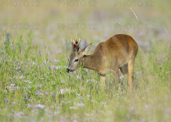 Roe deer (Capreolus capreolus), roebuck standing in a colourful spring meadow with clover