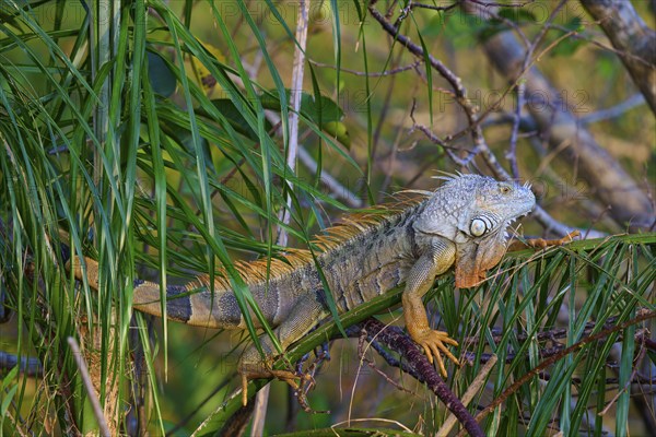 Common green iguana (Iguana iguana), Wakodahatchee Wetlands, Delray Beach, Florida, USA, North