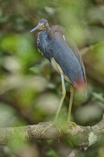 Tricoloured Heron (Egretta tricolor), sitting on a branch, spring, Wakodahatchee Wetlands, Delray