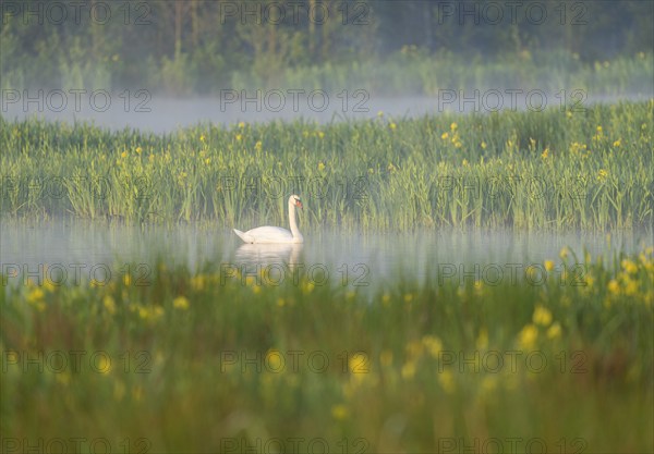 Mute swan (Cygnus olor) swimming on a pond in a wetland, blurred yellow flowers of the marsh iris