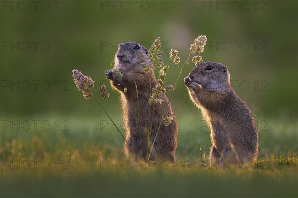 European ground squirrel (Spermophilus citellus) looking for food, eating grass seeds, curious and
