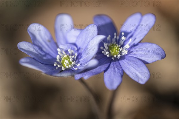 Liverwort (Hepatica nobilis), North Rhine-Westphalia, Germany, Europe