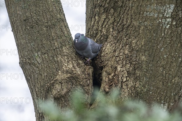 Stock Dove (Columba oenas), Emsland, Lower Saxony, Germany, Europe