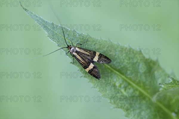 Longhorn butterfly (Nemophora degeerelle), Emsland, Lower Saxony, Germany, Europe