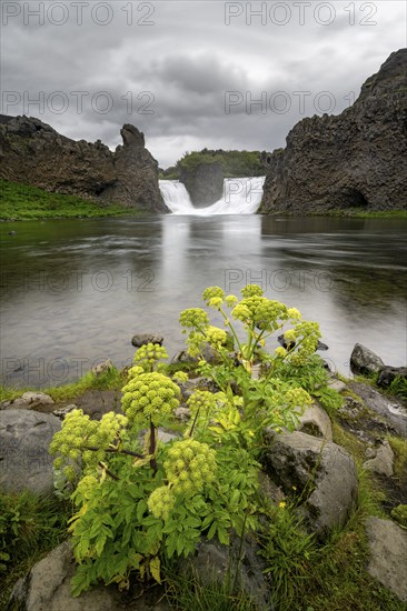 Flowers at Hjálparfoss waterfall between basalt rocks, Sudurland, Iceland, Europe